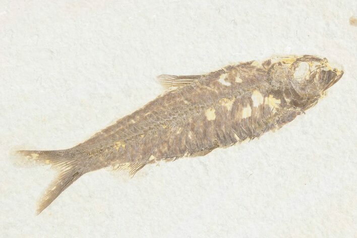 Detailed Fossil Fish (Knightia) - Wyoming #361071